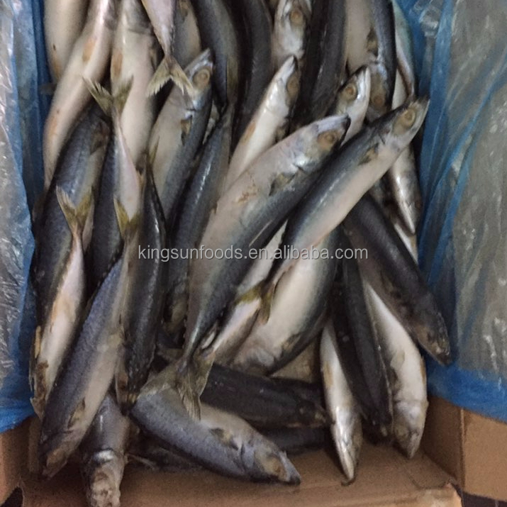 Chub mackerel saba mackerelBest, замороженная Тихоокеанская скумбрия лучшего качества