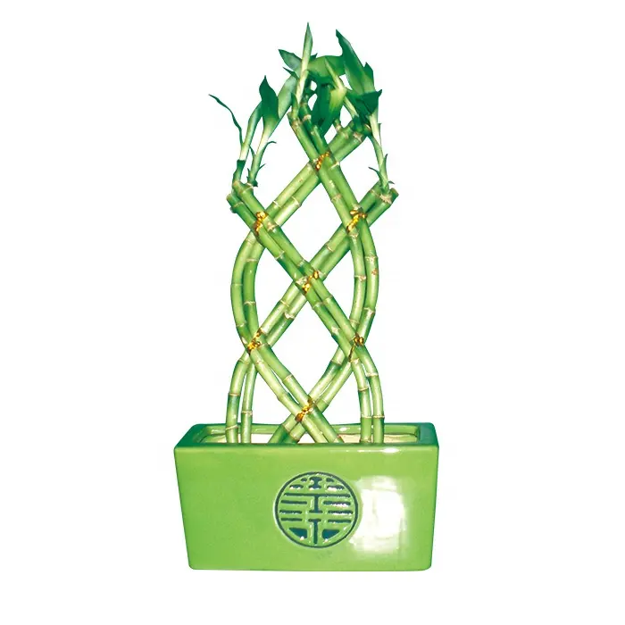 vase shape lucky bamboo air bonsai tree dracaena