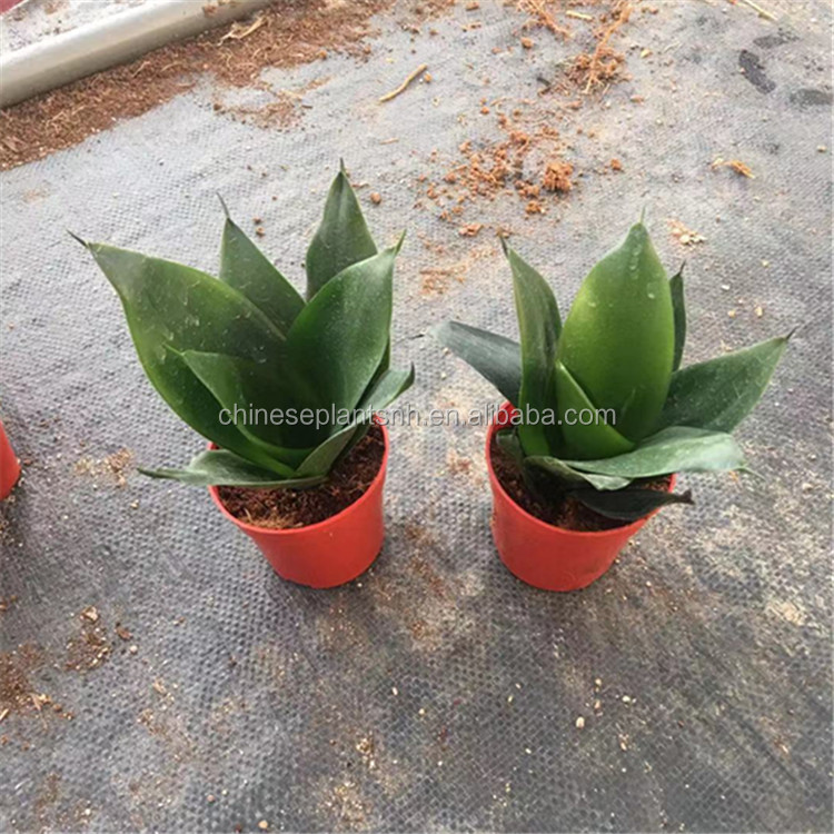Черный Kingkong Sansevieria Trifasciata