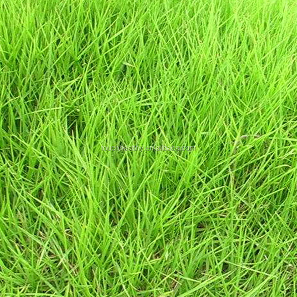 Good quality Zoysia japonica seeds used as turf grass seeds