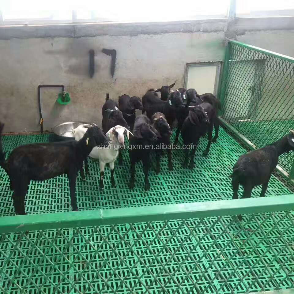 Пластиковый решетчатый настил для коз/овец/Молочные продукты и птицы