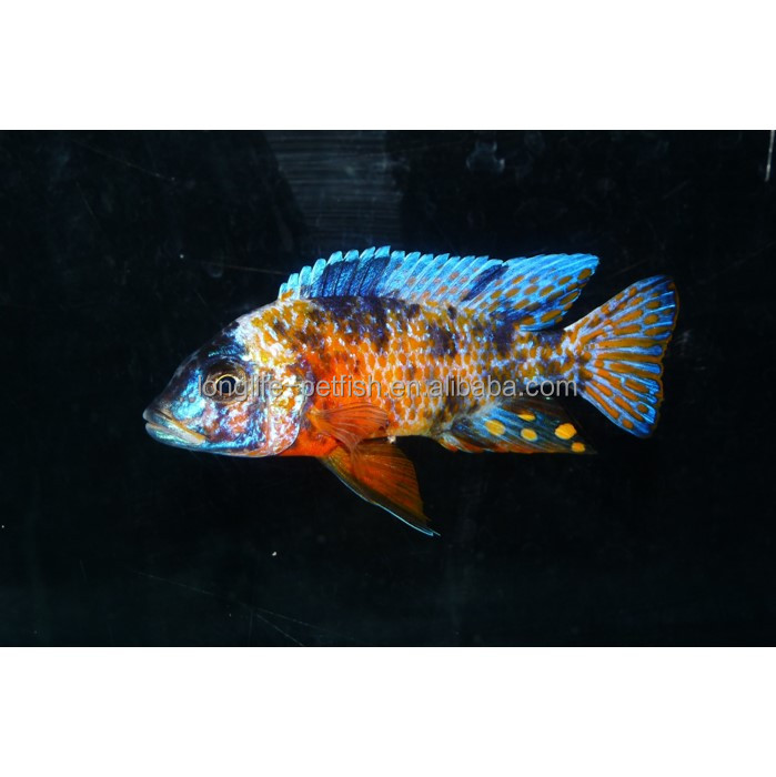 Красивая Живая рыба Ob павлина Cichlid из Тайваня