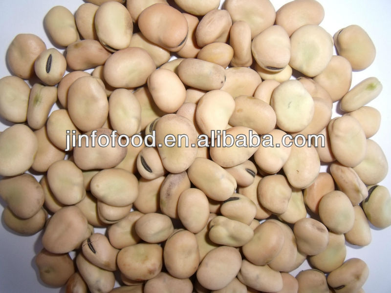 Broad Bean