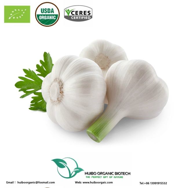 Organic Garlic extract allicin powder