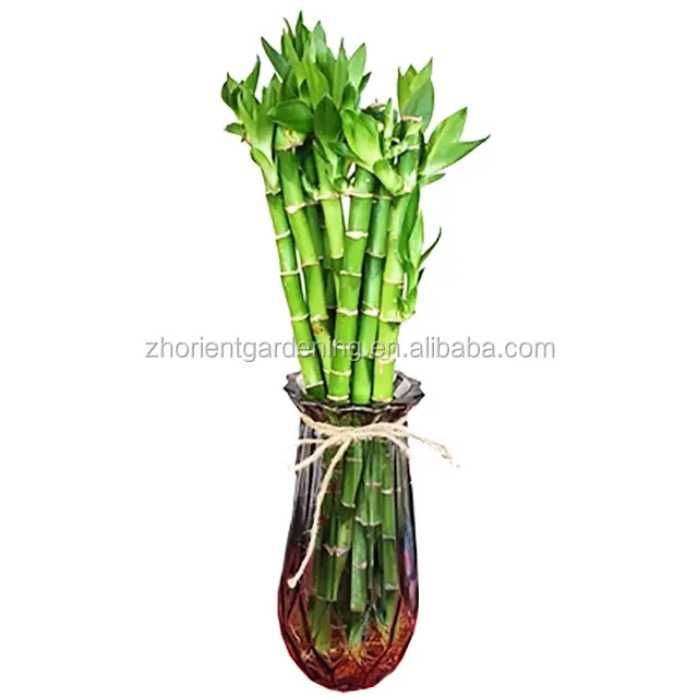 2021 Hot Sale Good Luck Plants 10-90cm Straight Lucky Bamboo Dracaena sanderiana