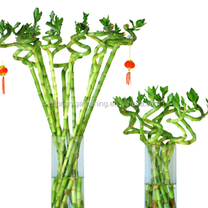 Садовтовары продукты зеленые растения спираль Lucky Bamboo