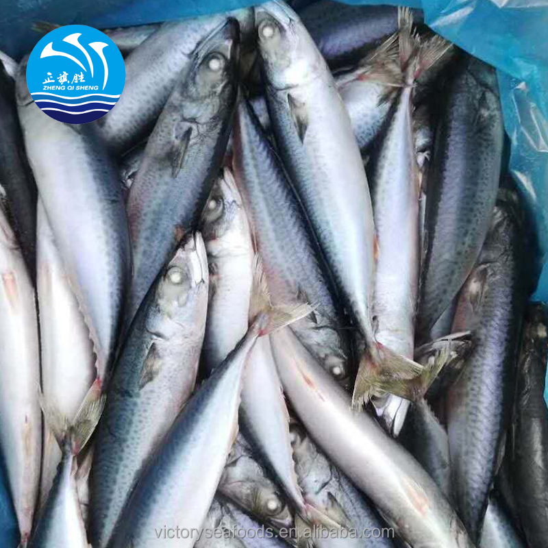 Горячая продажа морепродуктов замороженная Тихоокеанская Скумбрия Рыба