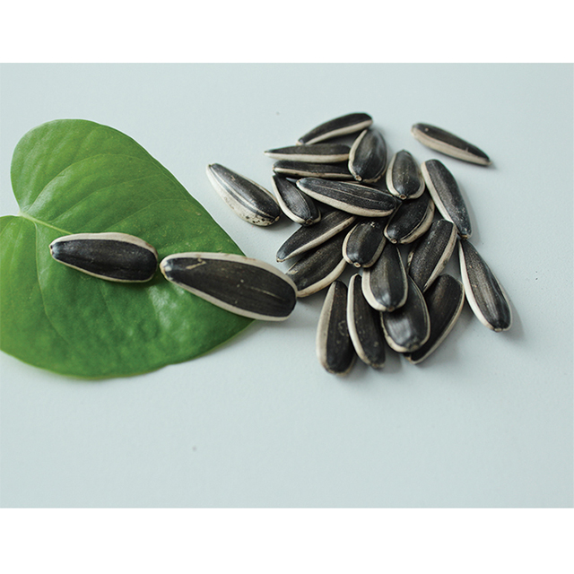 hot selling high quality inner mongolia sunflower seeds