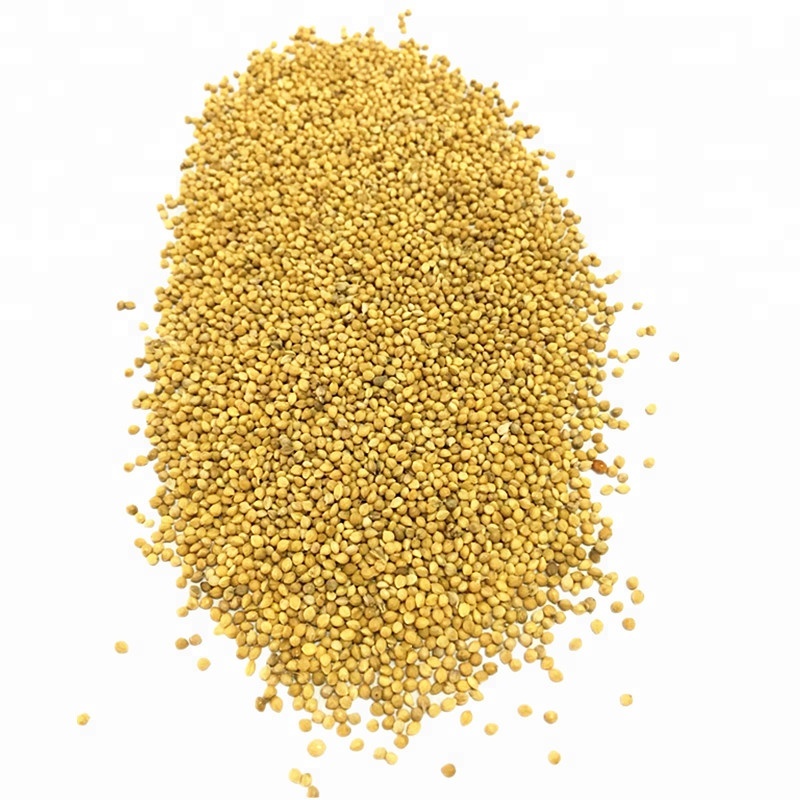 Bulk Millet Grain for Feeding bird