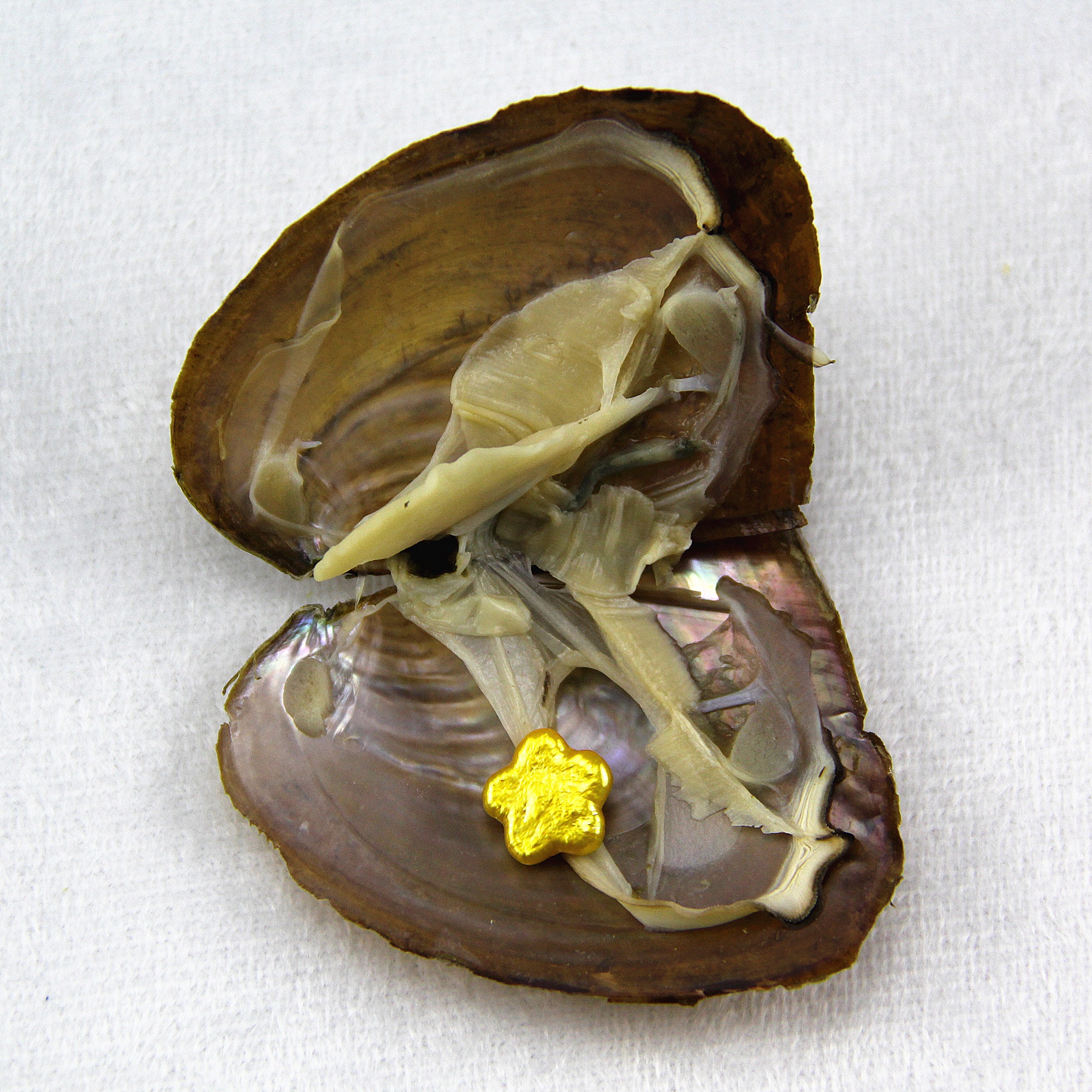 Oyster Shells с жемчугом, 9-11 мм БАРОККО Жемчуг, в форме цветка жемчуг в пресноводных устриц оболочки вакуумной упаковкой