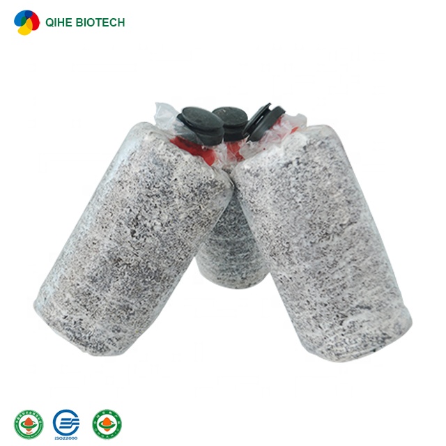 GAP certificated mushroom farm direct seller cultivated health fresh king oyster mushroom growing kit