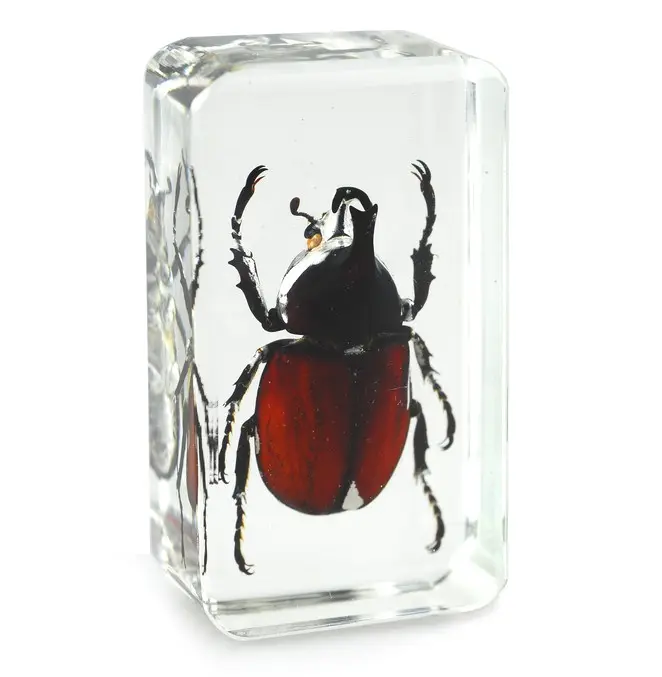 Real True Rhinoceros Beetle Specimen Embedded in Resin Customised for different use Paperweight Cardholder Educational Gift