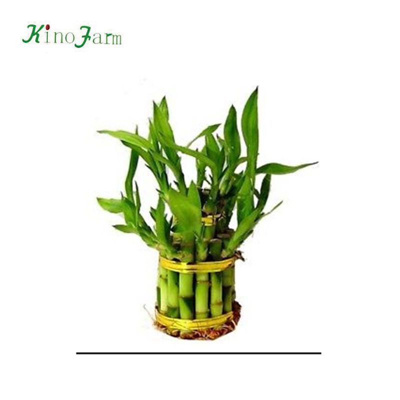 Zhangzhou Kinofarm ornamental lucky bamboo tower