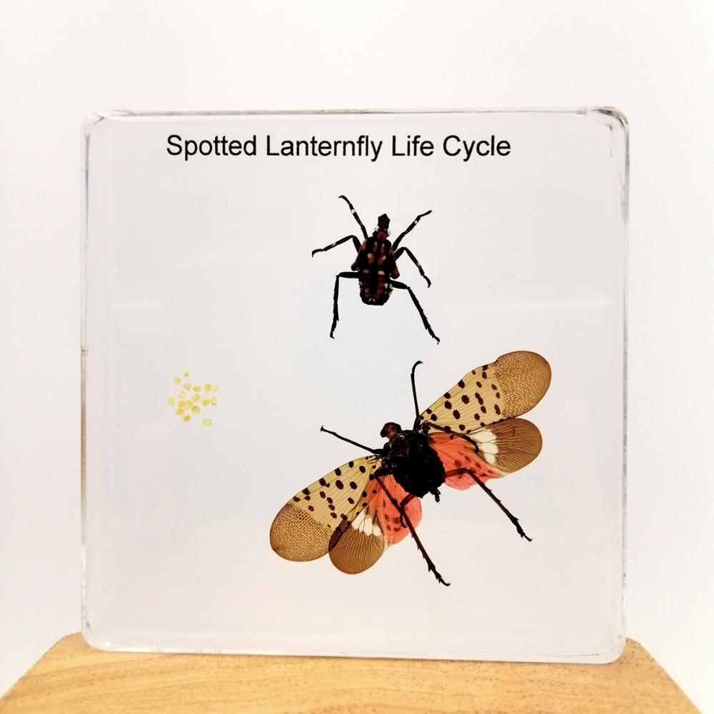 Жизненный цикл пятнистого Lanternfly реального насекомых ошибка яйцо 75*75*9 мм Arcylic экземпляры Обучающие инструмент игрушечные лошадки