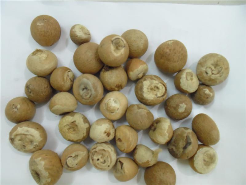 Высушенные цельные гайки Betel (звонить: + 841687264621 или Skype: anda.ty)