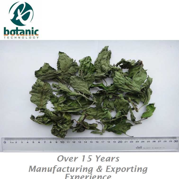 Dried Mint leaf Herba menthae Mentha haplocalyx Peppermint Spearmint Menthene Pennyroyal Mint oil Bo he Bohe