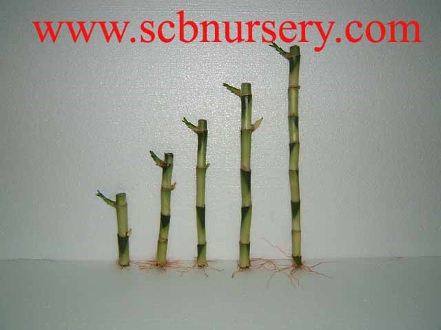 Прямые бамбуковые растения Lucky bamboo Dracaena Sauderiana