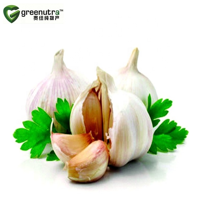 garlic extract powder