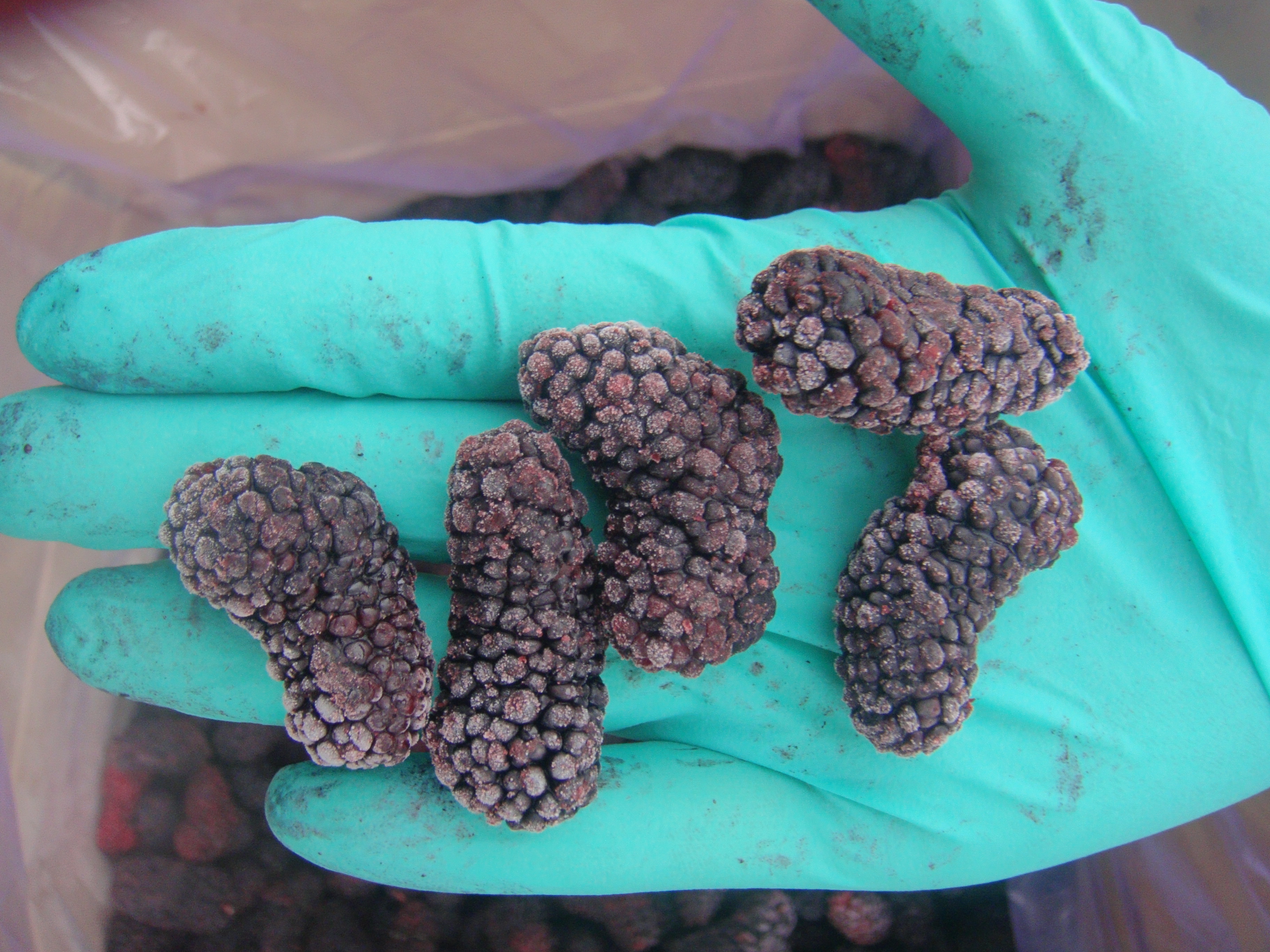 IQF Frozen Fruit Black Mulberry