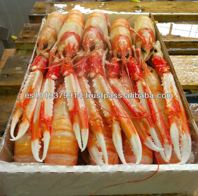 Frozen Scampi | Norway Lobster | Langoustine