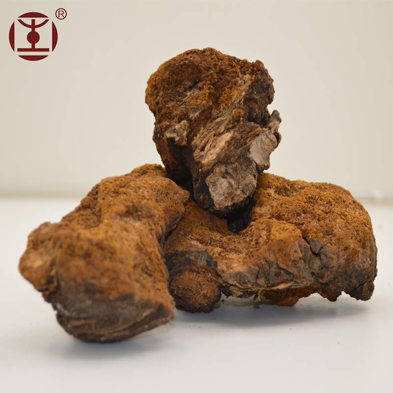 Экстракт грибов Чаги, фруктовый тело, сертификат GMP/HACCP