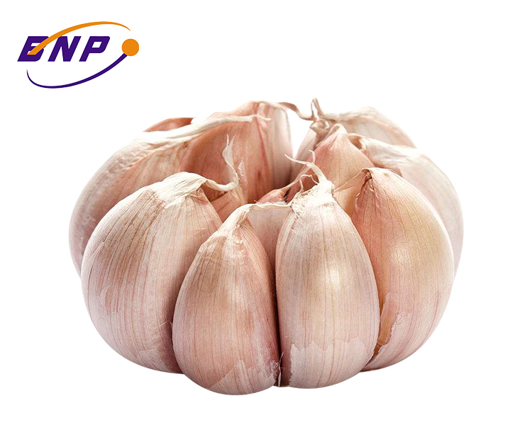 Halal, GMP 100% Natural Garlic Extract Powder odorless Alliin 0.5% allicin 25% 5%