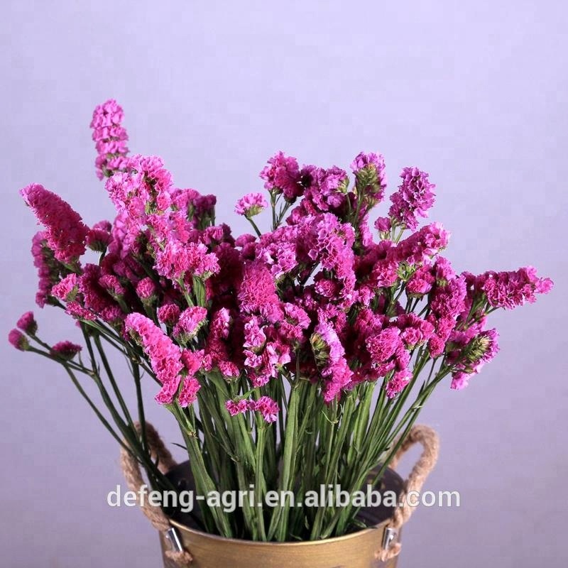 Сохраненный цветок лимоний sinense для свадебного украшения, сухой цветок