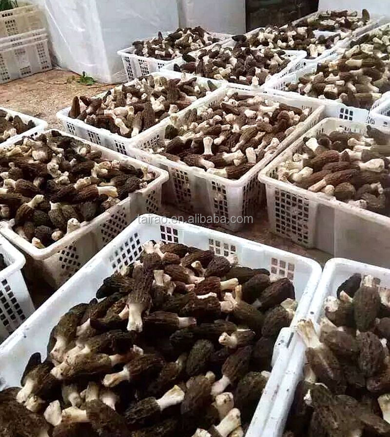 Дикий Морель волшебные грибы