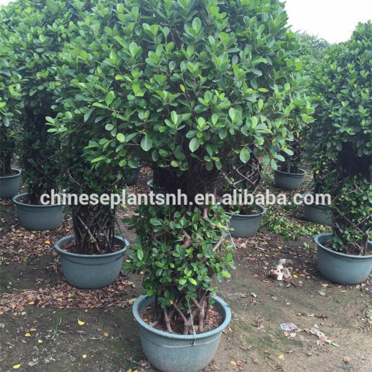Ландшафтный дизайн один слой фикус клетка plants-1.7m