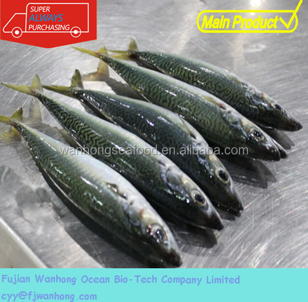 Китайская морепродукты вся часть Тихоокеанская скумбрия свежая замороженная рыба