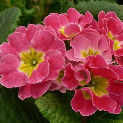 Гибридные семена Primula F1 для посадки