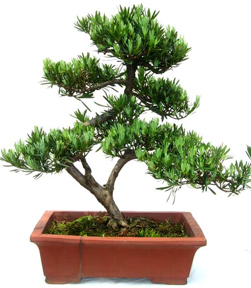 15 см 20 см 30 см живой бонсай Podocarpus Acer Ginkgo Ilex metasequola pseudolarix amabilis rhododendron simsii
