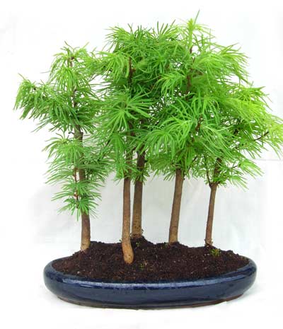 15 см 20 см 30 см живой бонсай Podocarpus Acer Ginkgo Ilex metasequola pseudolarix amabilis rhododendron simsii