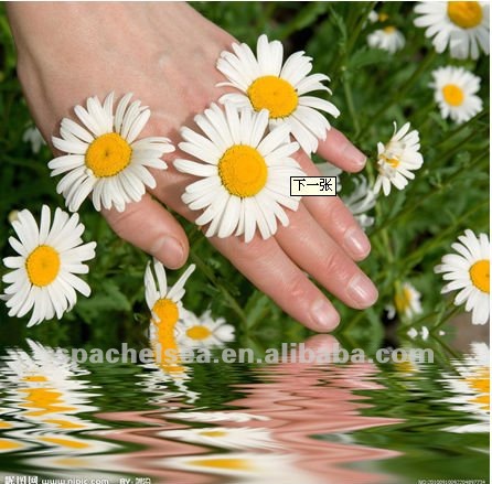 Chamomile repair hydrosol