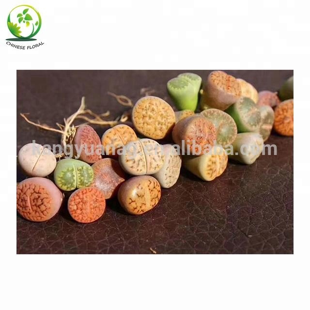 Lithops 1-3 см для оптовой продажи