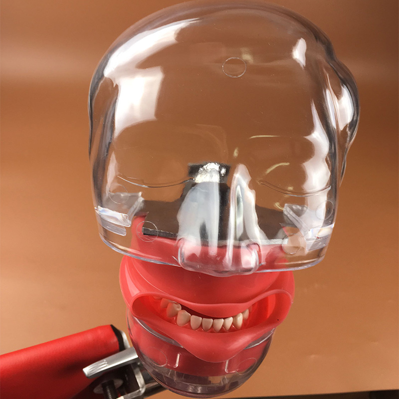 Устройство для стоматологического образования модельный манекен phantom head models
