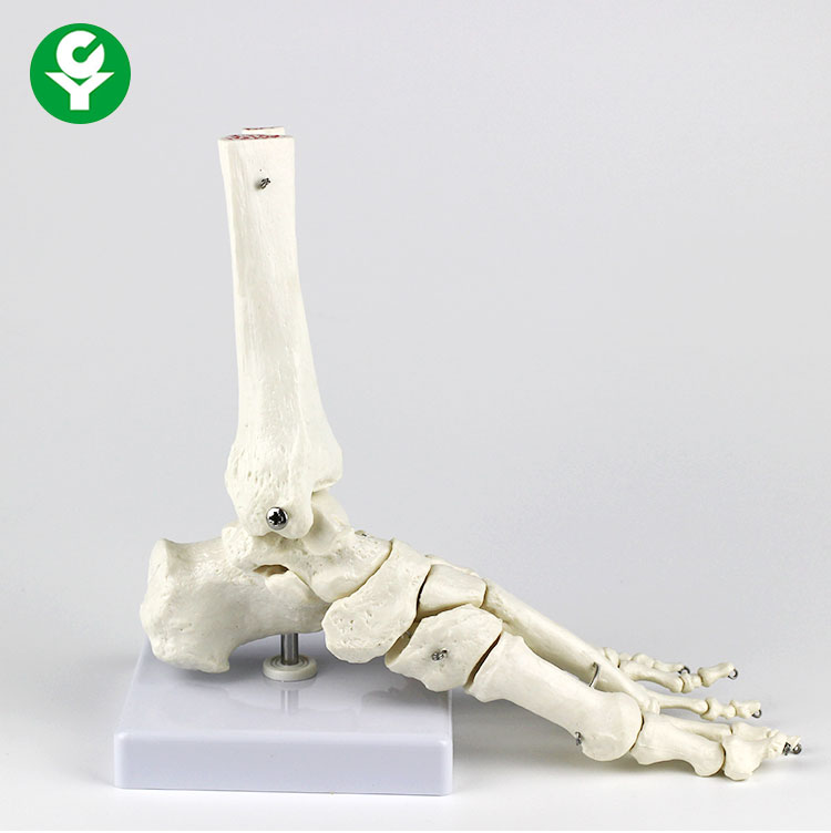 Модель скелетной левой ноги человека, модель Metacarpal