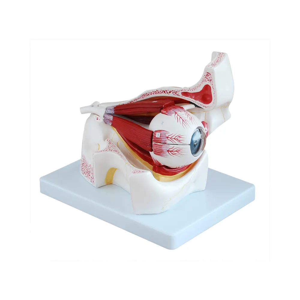 LTM316B Plastic Human Eye Anatomy Model