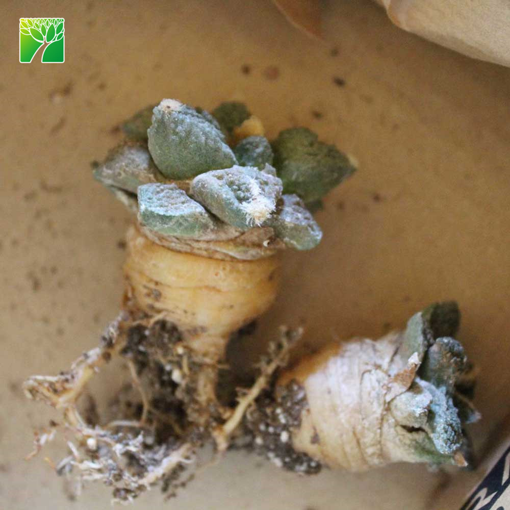 Низкий минимальный заказ украшения живой кактус растения Ariocarpus fissuratus