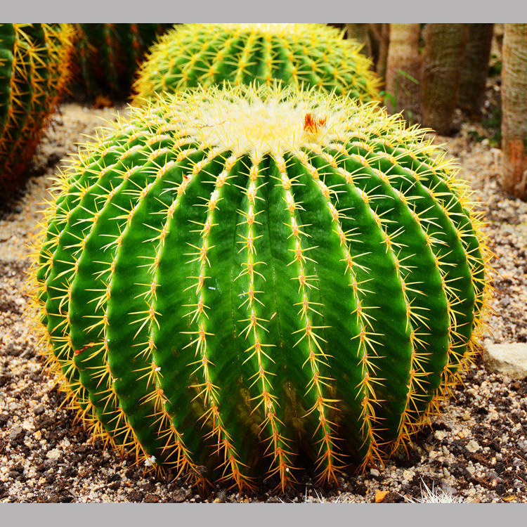 Mammillaria Spinosissima Градуированный кактус сочные растения комнатный бонсай