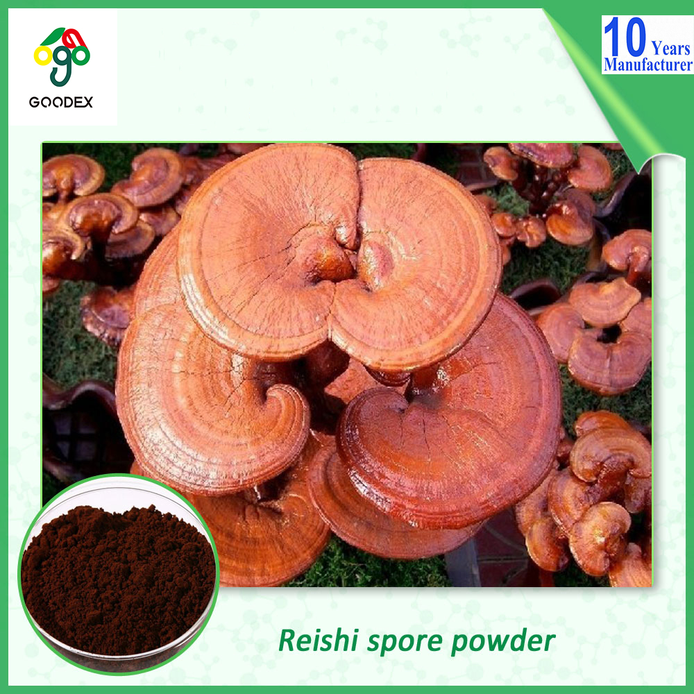 100% натуральный Ganoderma Lucidum Shell-Сломанный Споровый Порошок