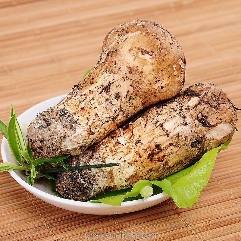 Tricholoma Matsutake дикий мацутакэ гриб Юньнань мацутакэ