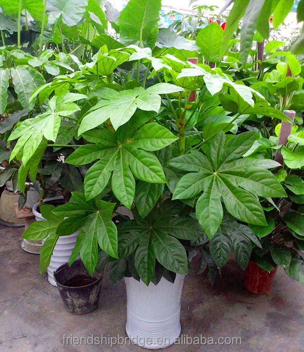Жесткое вечнозеленое дерево бонсай Fatsia Japonica, fatsi, paperplant, японская Аралия, глянцевое бумажное растение