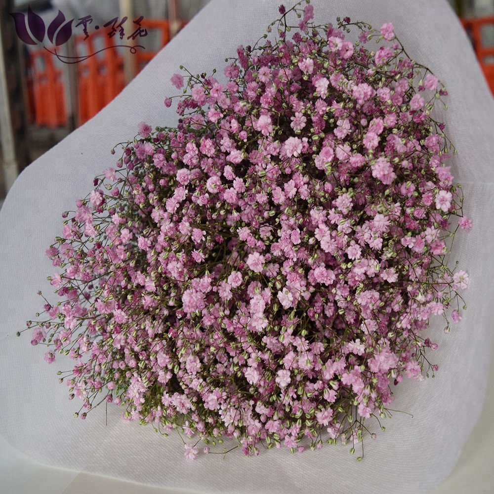 Китайский поставщик свежих цветов babysbreath, розовые цветы для свадьбы