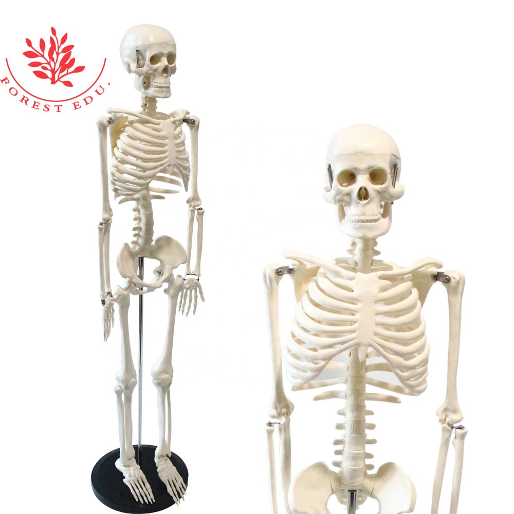 Человеческие Искусственные пластиковые модели скелета Bone 85 см, 200 шт.