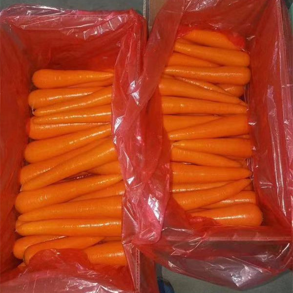 Шаньдун новый урожай Свежий морковь