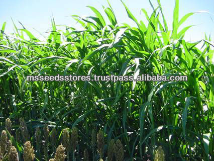 Hybrid Sorghum Sudan Grass Seeds