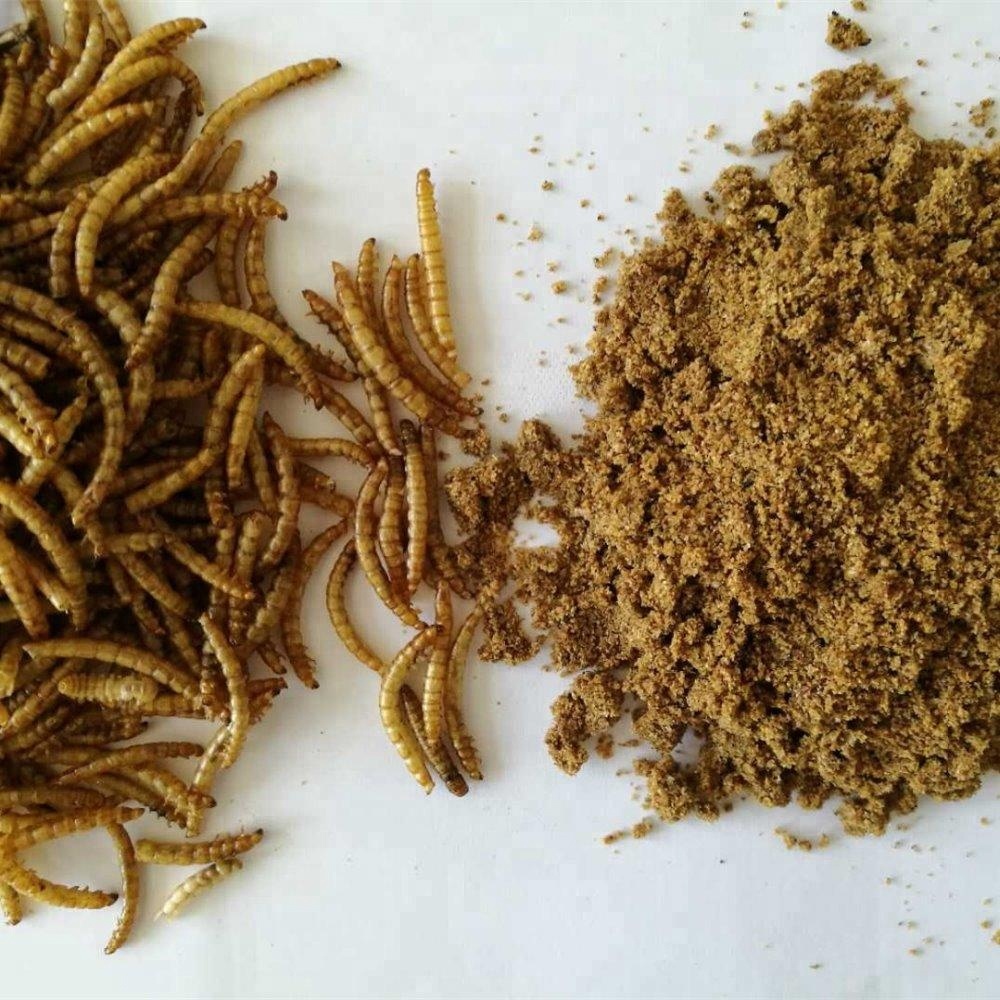 Аминокислоты Сушеные mealworm протеиновый порошок корм