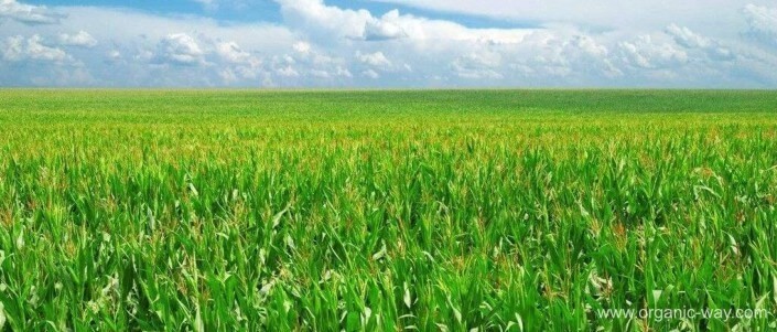 Горячая продажа органический Сертифицированный мальтодекстрин с отличным качеством и лучшей ценой