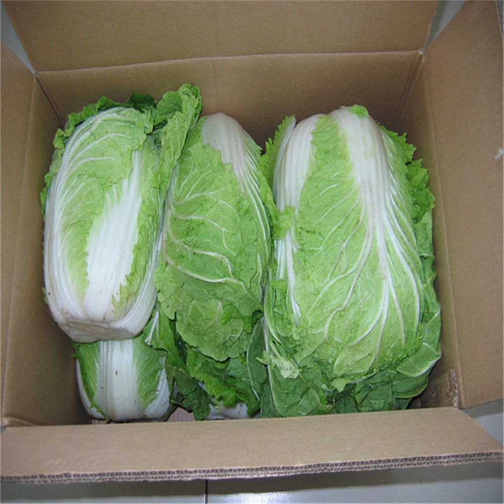 Chinese shandong Fresh cabbage